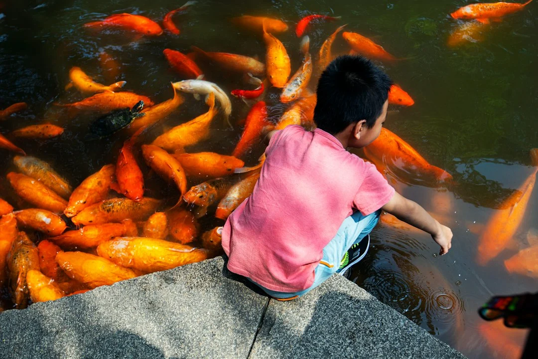 berapa kali sehari memberi makan ikan cupang