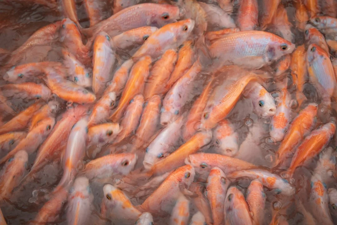 berapa kali sehari memberi makan ikan cupang