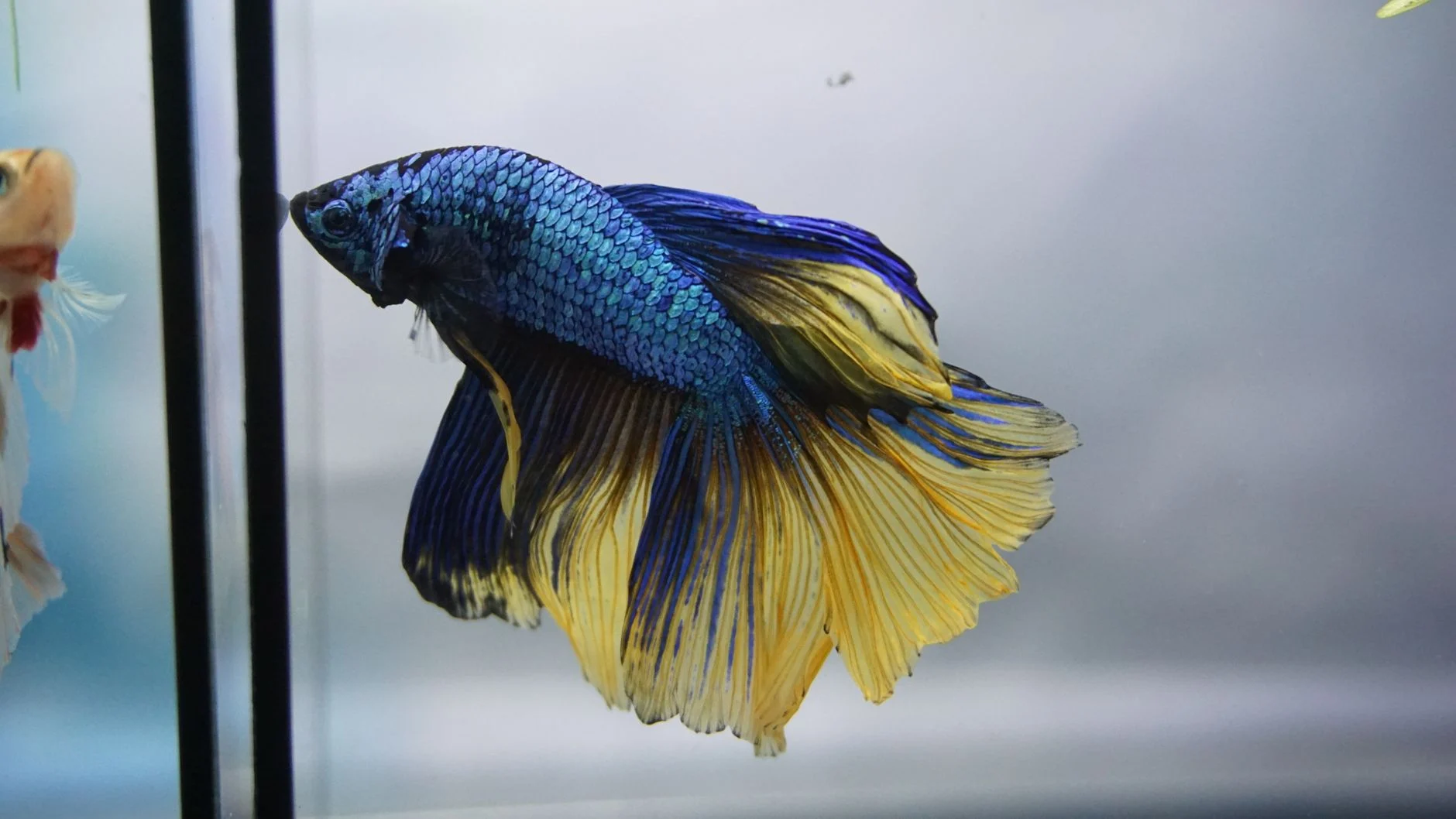 Berapa Lama Ikan Cupang Bisa Hidup? Ini Faktanya