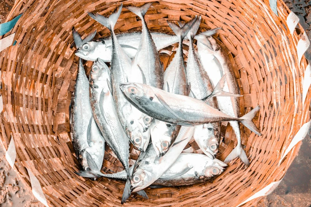 berapa lama ikan cupang bisa hidup