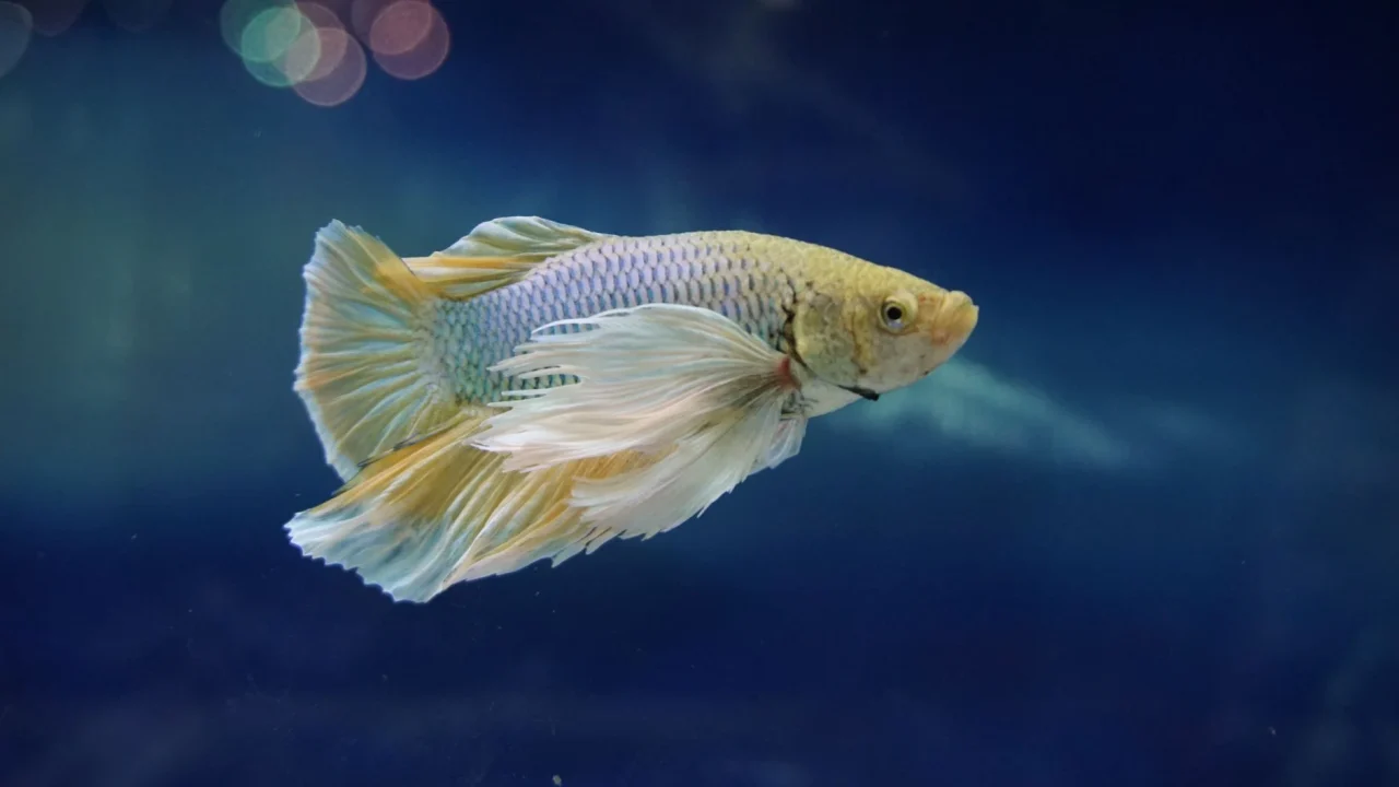 berapa ukuran akuarium ideal untuk ikan cupang